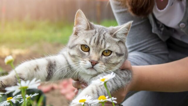 pet-cat