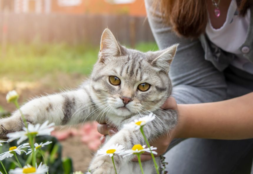 pet-cat